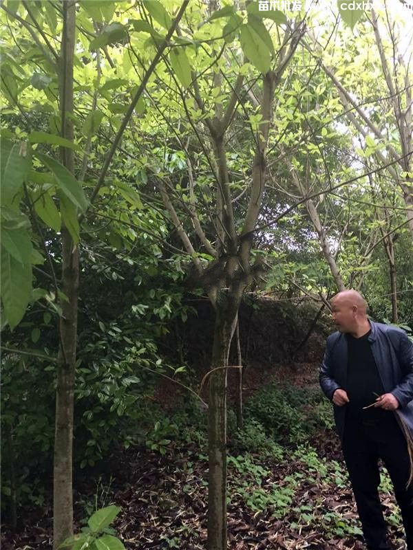 大叶榕基地实拍图片 大叶榕基地实拍图片