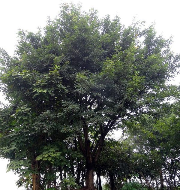 大叶榕基地实拍图片 大叶榕基地实拍图片