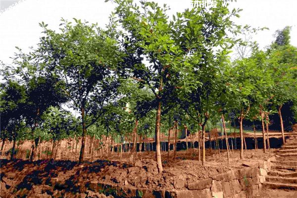 大叶榕基地实拍图片 大叶榕基地实拍图片