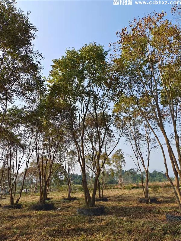 丛生乌桕基地实拍图