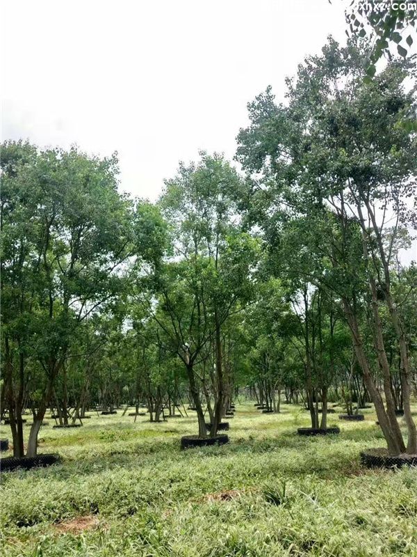 丛生乌桕基地实拍图