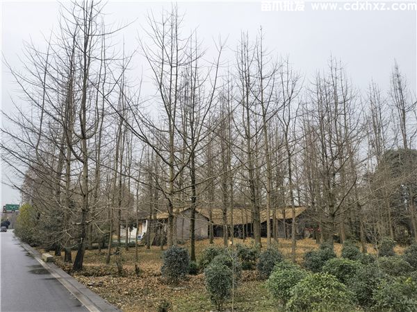 银杏树图片 银杏树图片