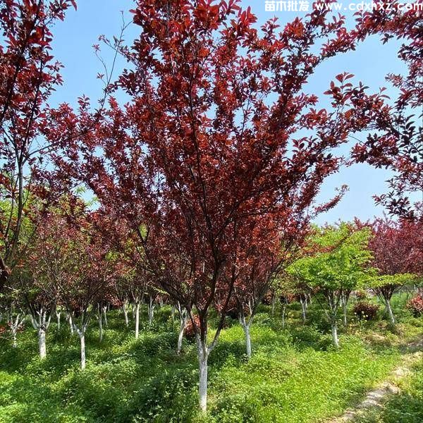 紫叶李基地实拍图片 紫叶李基地实拍图片