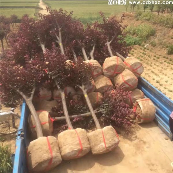 紫叶李基地实拍图片 紫叶李基地实拍图片