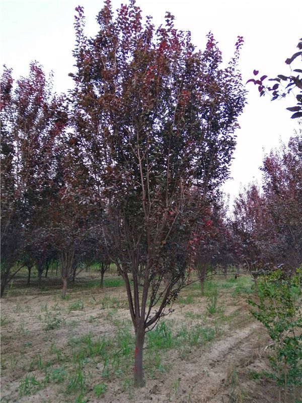 紫叶李基地实拍图片 紫叶李基地实拍图片