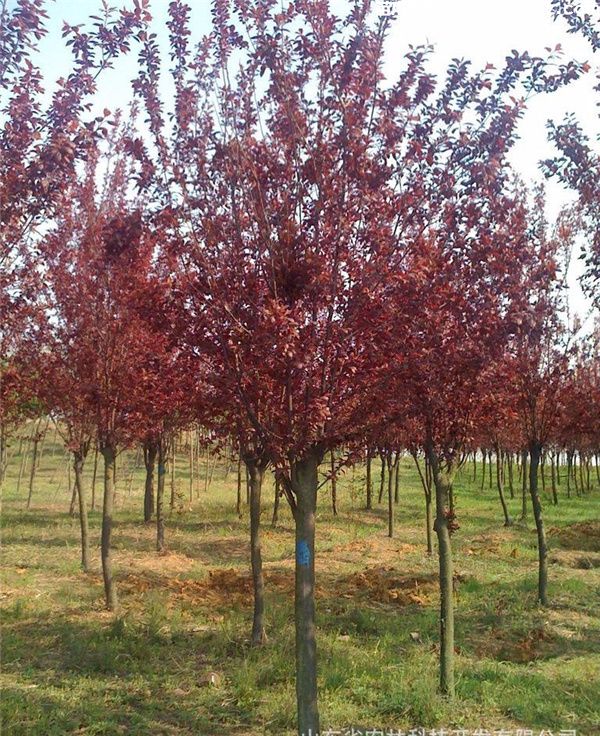 紫叶李基地实拍图片 紫叶李基地实拍图片