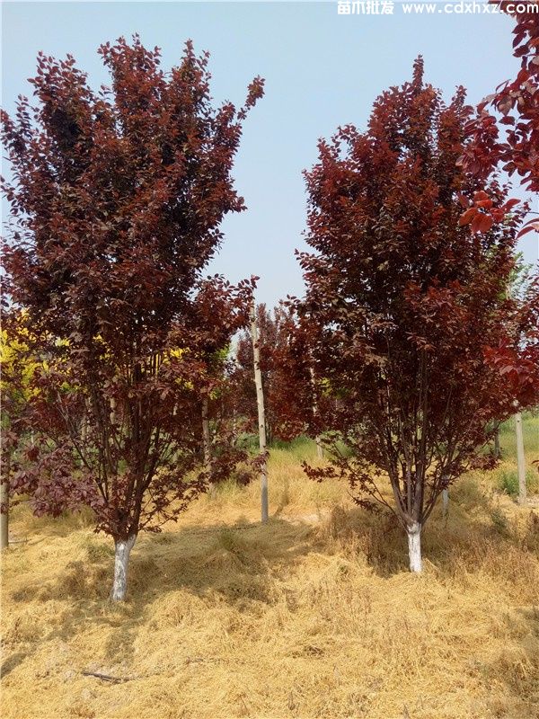 紫叶李基地实拍图片 紫叶李基地实拍图片