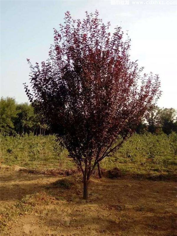 紫叶李基地实拍图片 紫叶李基地实拍图片