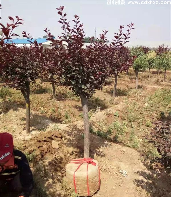 紫叶李基地实拍图片 紫叶李基地实拍图片