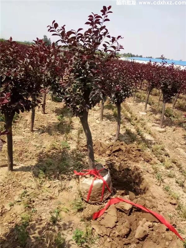 紫叶李基地实拍图片 紫叶李基地实拍图片