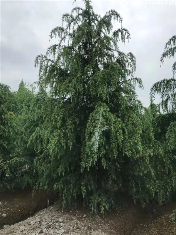 雪松基地实拍图片