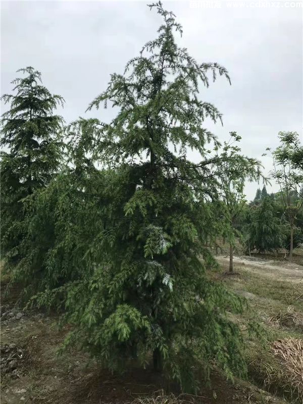 雪松基地实拍图片