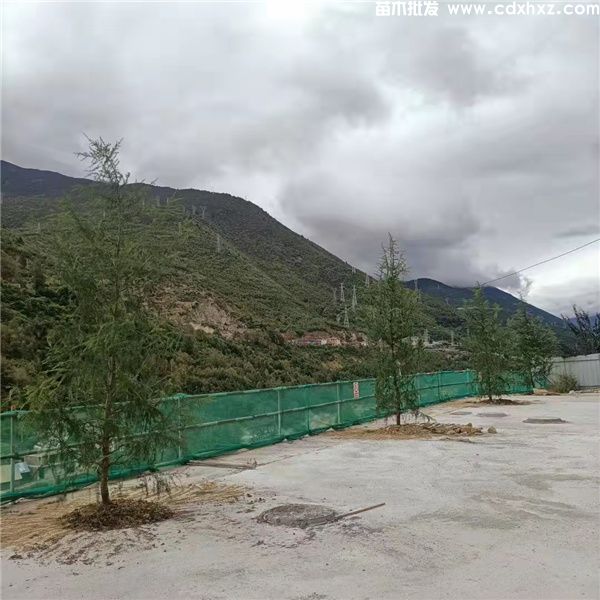 雪松基地实拍图片