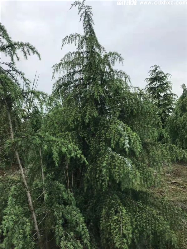雪松基地实拍图片