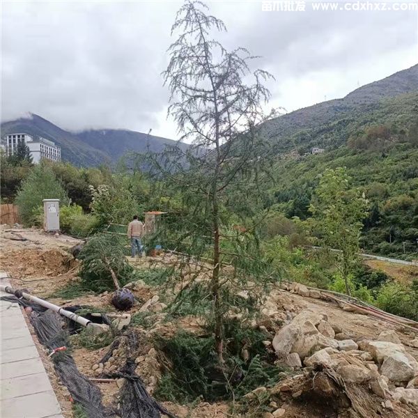 雪松基地实拍图片