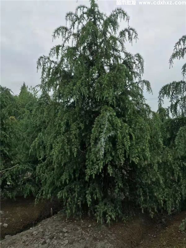 雪松基地实拍图片