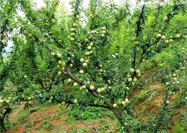 李子树基地实拍图片 李子树基地实拍图片