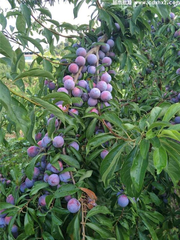 李子树基地实拍图片 李子树基地实拍图片