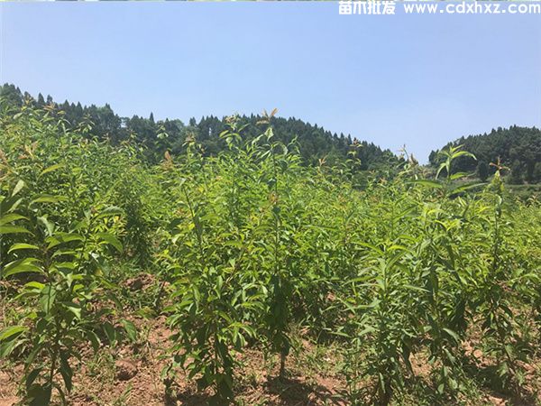 李子树基地实拍图片 李子树基地实拍图片