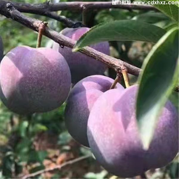 李子树基地实拍图片 李子树基地实拍图片