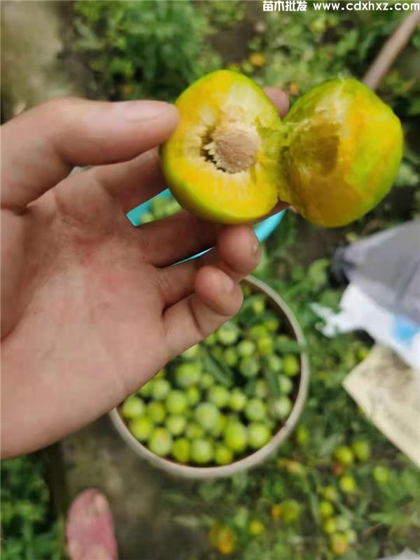 李子树基地实拍图片 李子树基地实拍图片