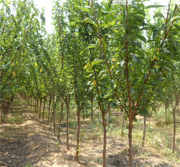 李子树基地实拍图片 李子树基地实拍图片