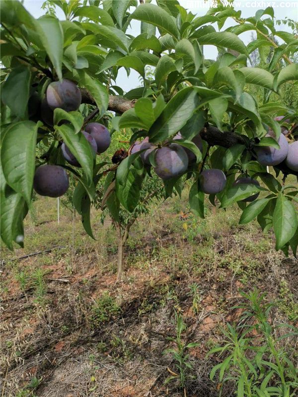 李子树基地实拍图片 李子树基地实拍图片