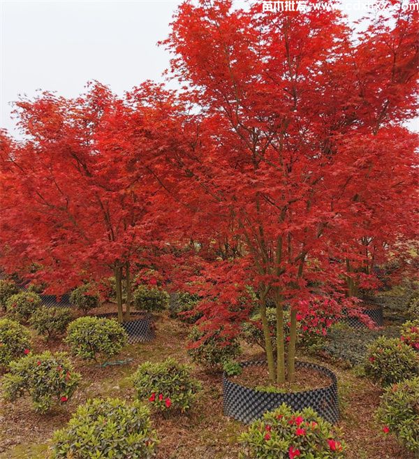 日本红枫基地实拍图片
