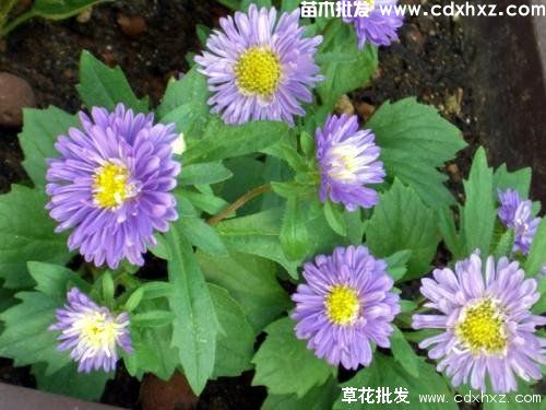 贵州哪有批发花卉植物的? 贵州哪有批发花卉植物的?