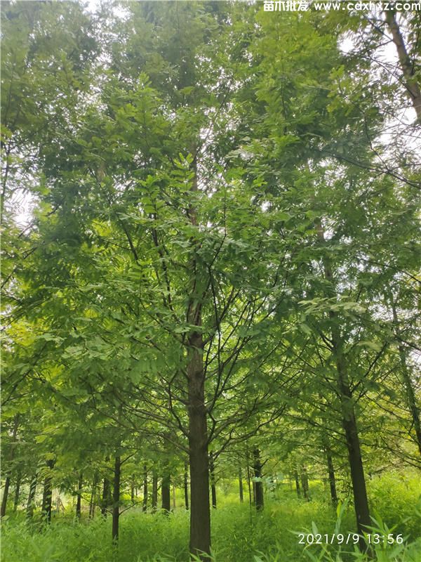 水杉图片 水杉图片