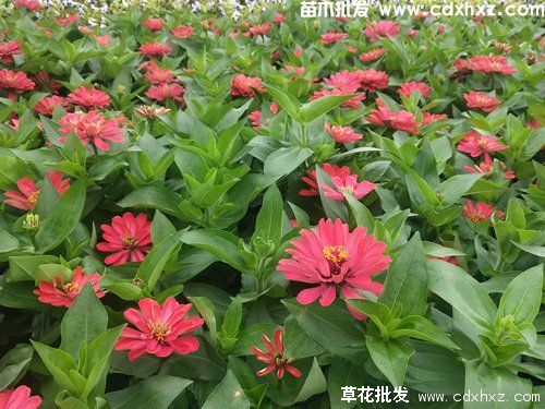 百日草图片 百日草图片