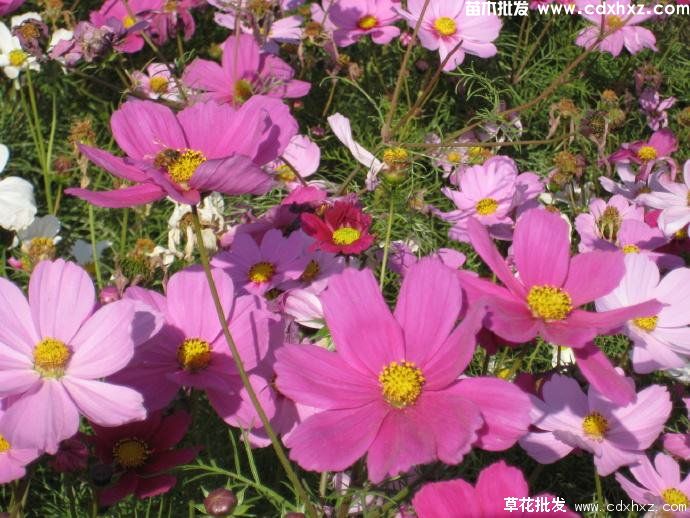 波斯菊图片 波斯菊图片