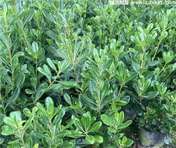 公园绿化工程用草花品种 公园绿化工程用草花品种