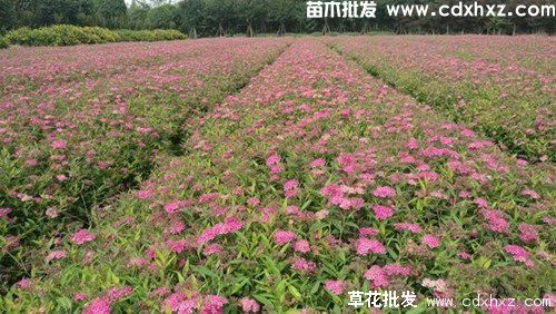 遂宁市政绿化报价品种清单 遂宁市政绿化报价品种清单