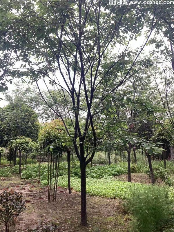 重庆公园绿化项目报价单品种方案 重庆公园绿化项目报价单品种方案