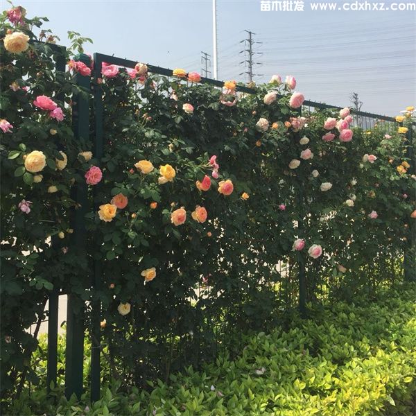 贵州花境项目草花品种方案 贵州花境项目草花品种方案