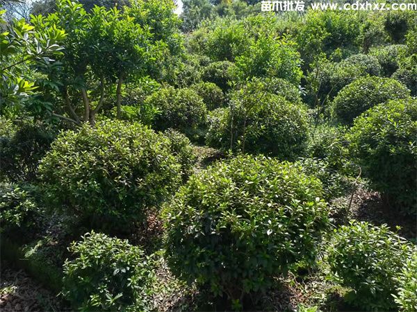 重庆景区绿化工程苗木配置-方案-设计-表格 重庆景区绿化工程苗木配置-方案-设计-表格