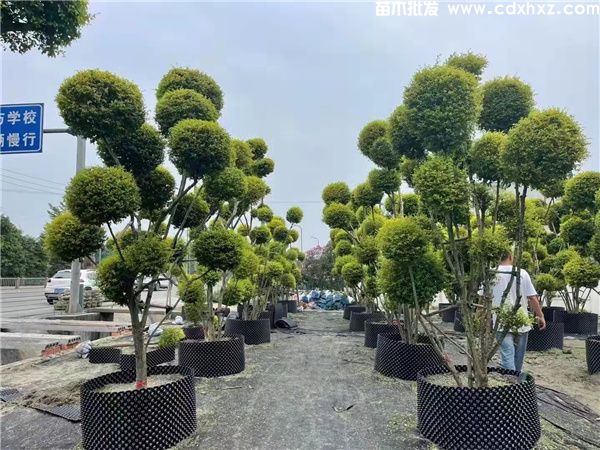 交子大道绿化工程项目苗木品种-清单-方案 交子大道绿化工程项目苗木品种-清单-方案