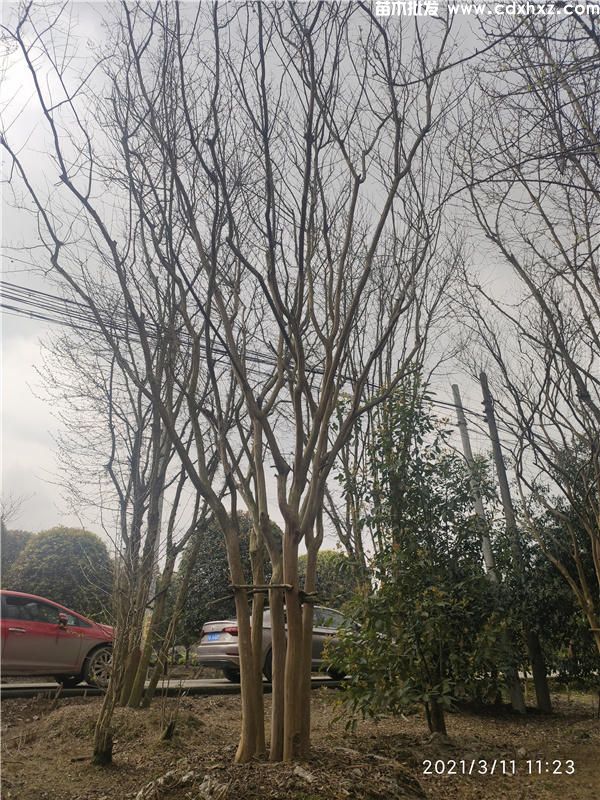 四川绿化工程使用乔木表-规格-方案 四川绿化工程使用乔木表-规格-方案