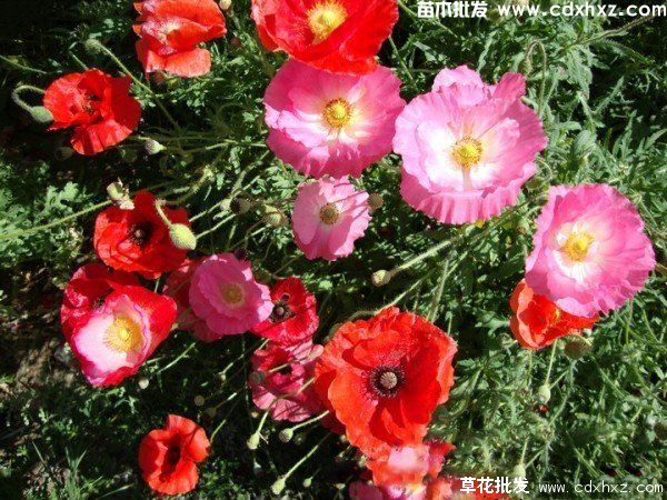 虞美人图片 虞美人图片