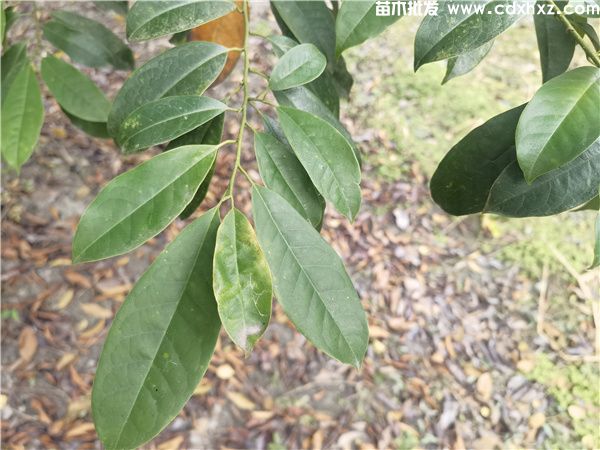 乐昌含笑基地实拍图片 乐昌含笑基地实拍图片