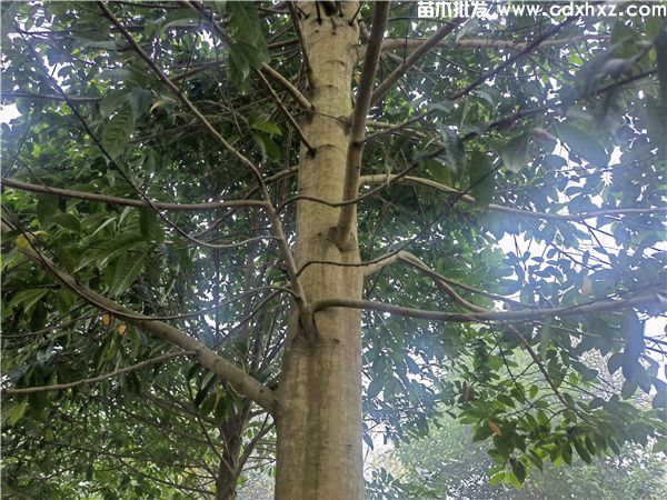 乐昌含笑基地实拍图片 乐昌含笑基地实拍图片