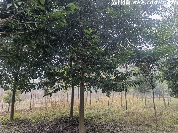 乐昌含笑基地实拍图片 乐昌含笑基地实拍图片