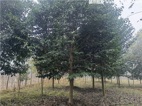 乐昌含笑基地实拍图片 乐昌含笑基地实拍图片