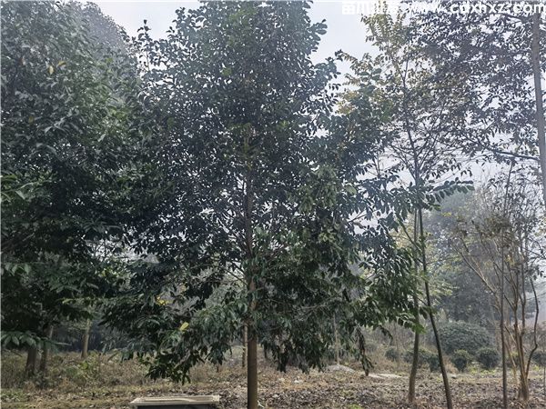 乐昌含笑基地实拍图片 乐昌含笑基地实拍图片