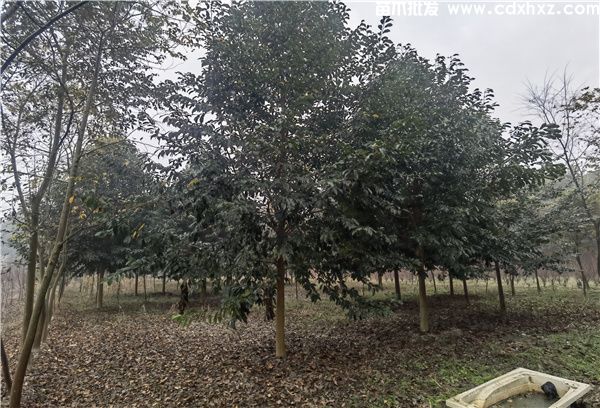 乐昌含笑基地实拍图片 乐昌含笑基地实拍图片