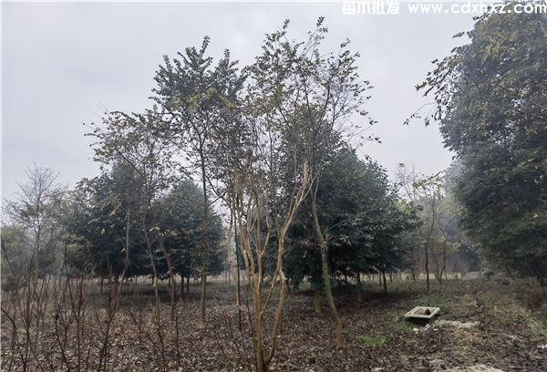 乐昌含笑基地实拍图片 乐昌含笑基地实拍图片