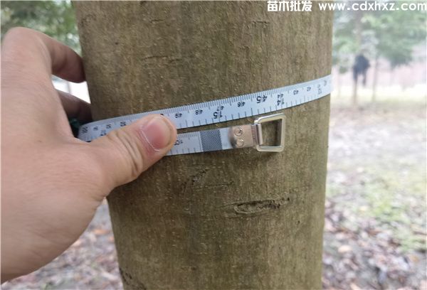 乐昌含笑基地实拍图片 乐昌含笑基地实拍图片