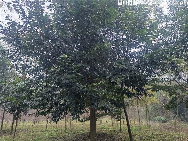 乐昌含笑基地实拍图片 乐昌含笑基地实拍图片