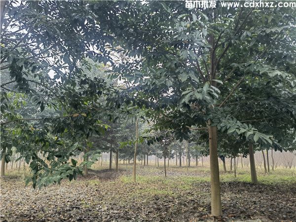 乐昌含笑基地实拍图片 乐昌含笑基地实拍图片